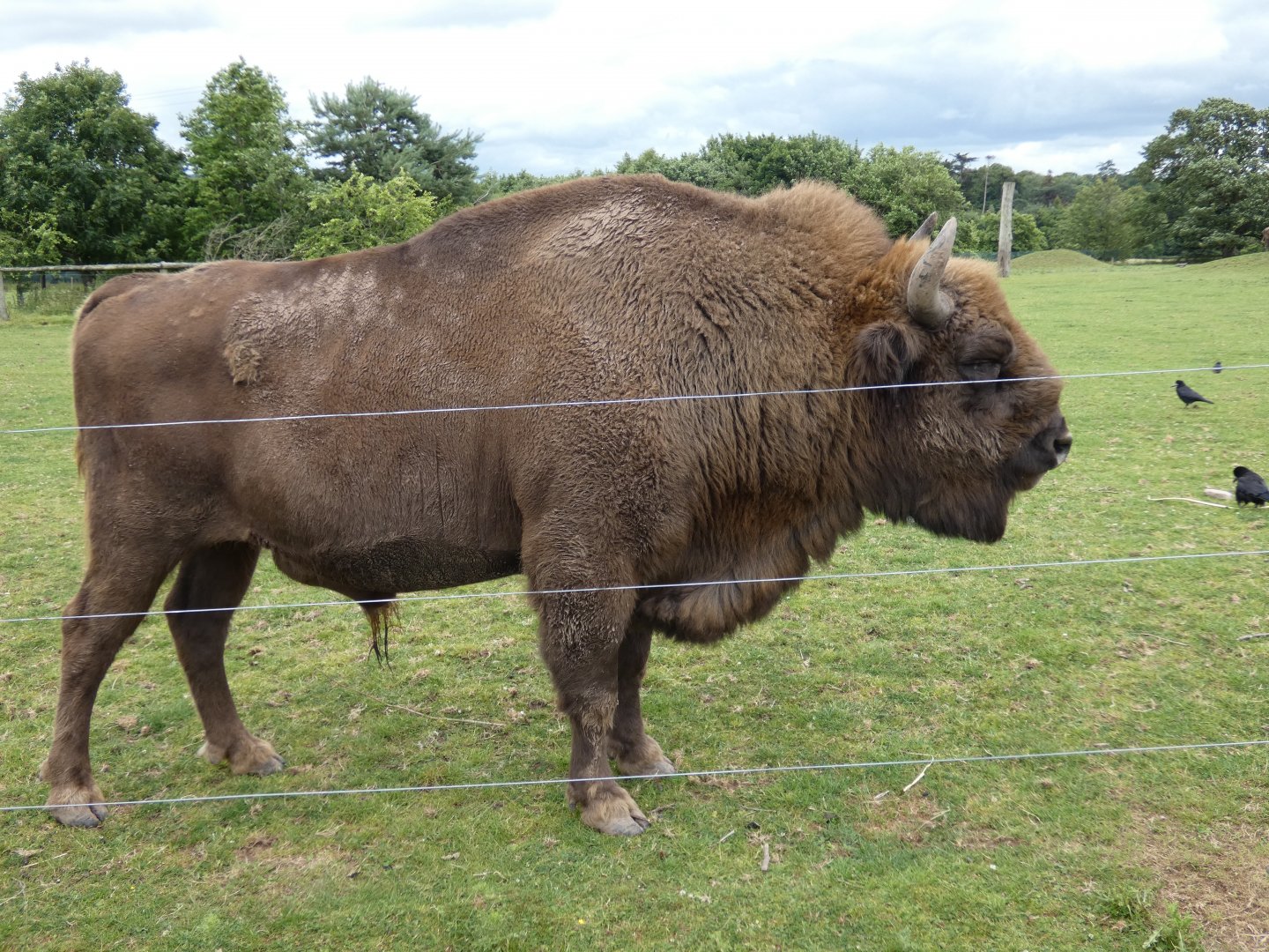 European bison