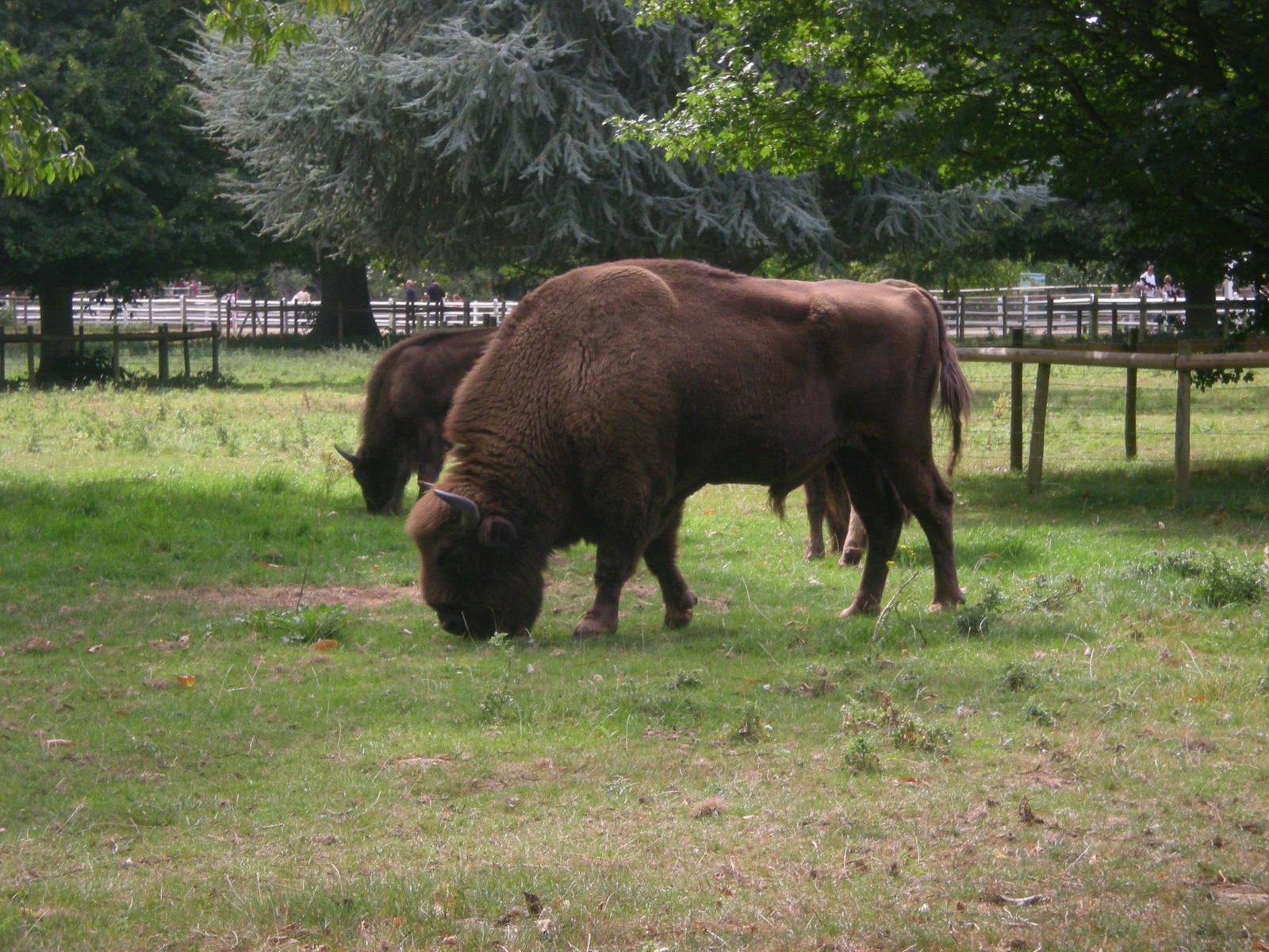European Bison