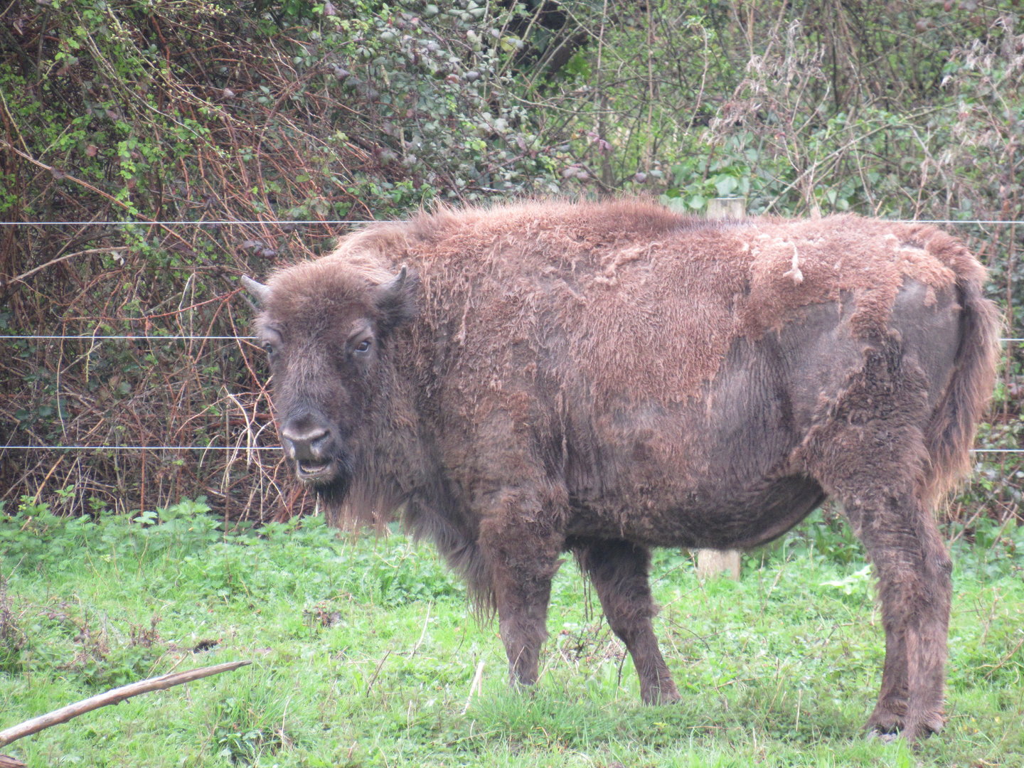 European Bison
