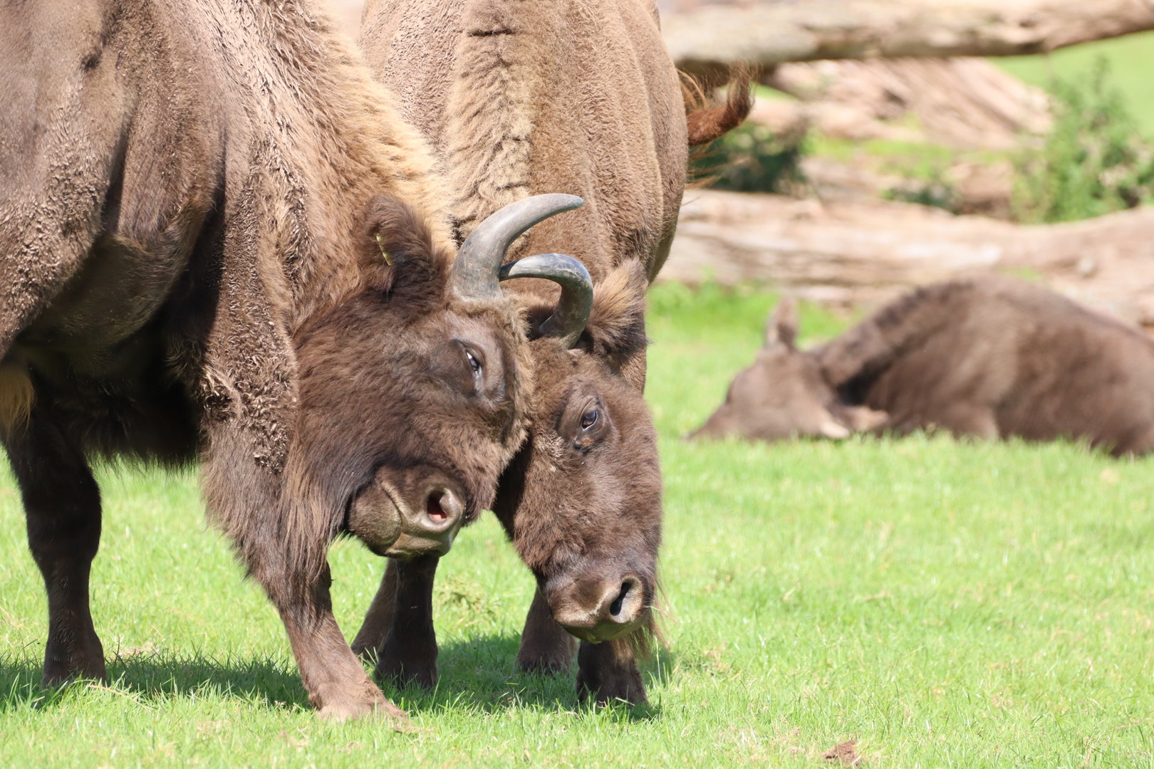 European Bison