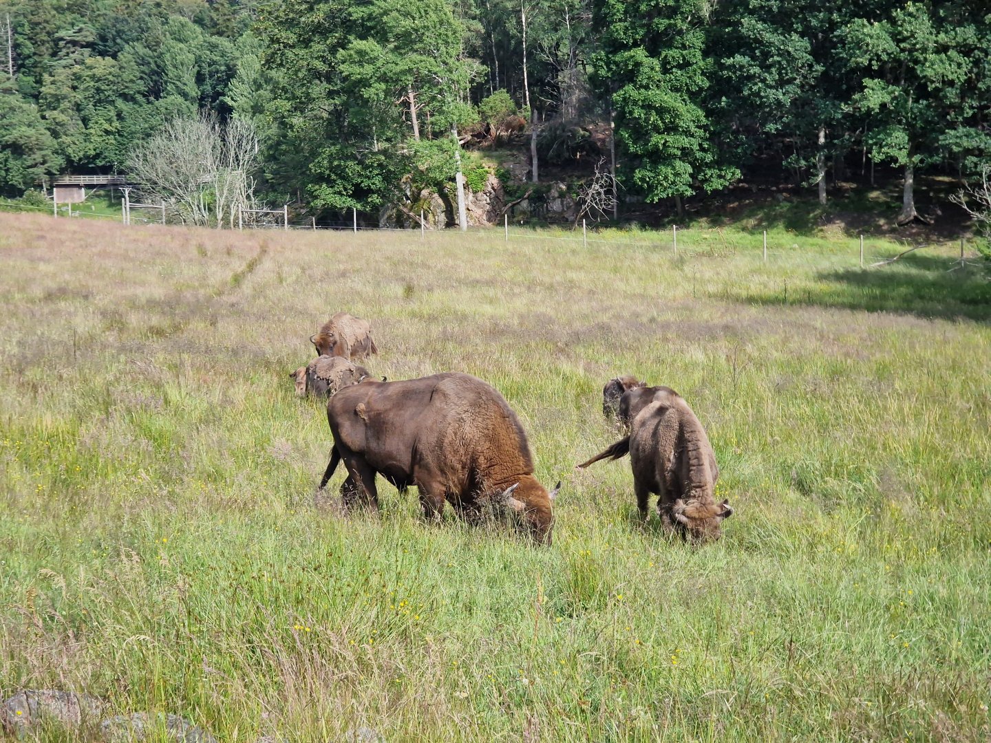 European bison