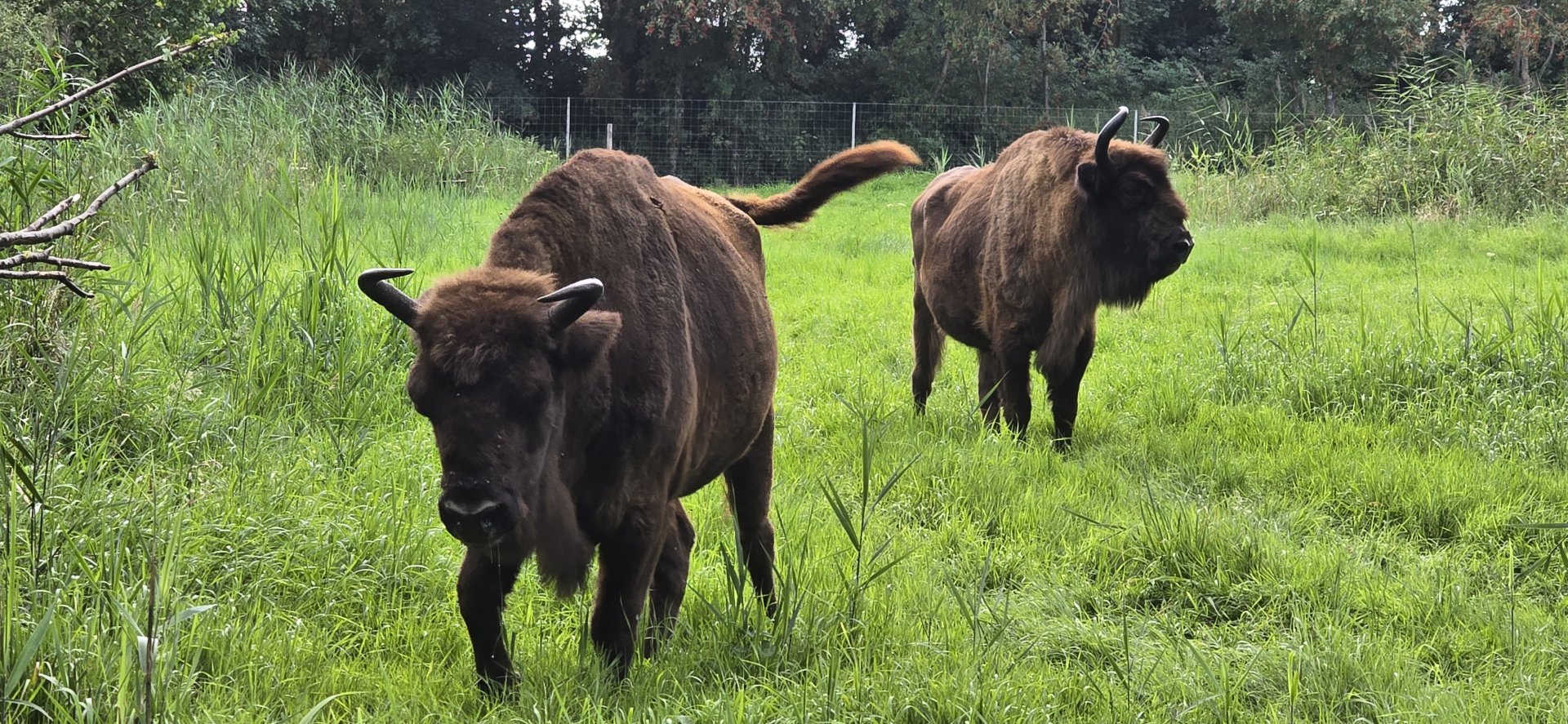 European bison
