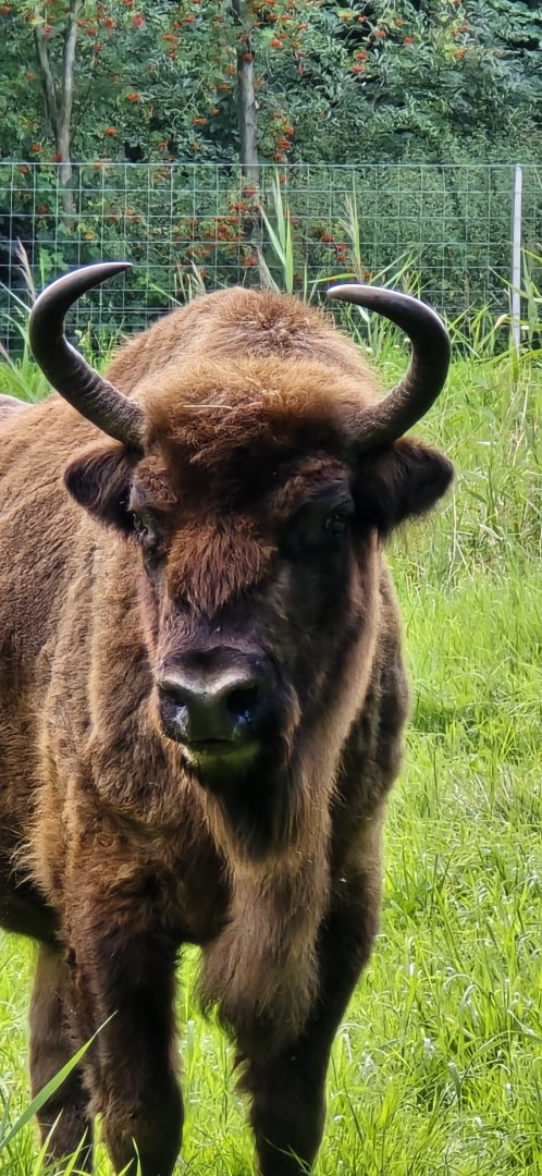 European bison