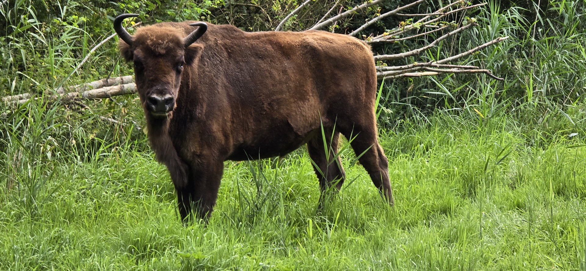 European bison