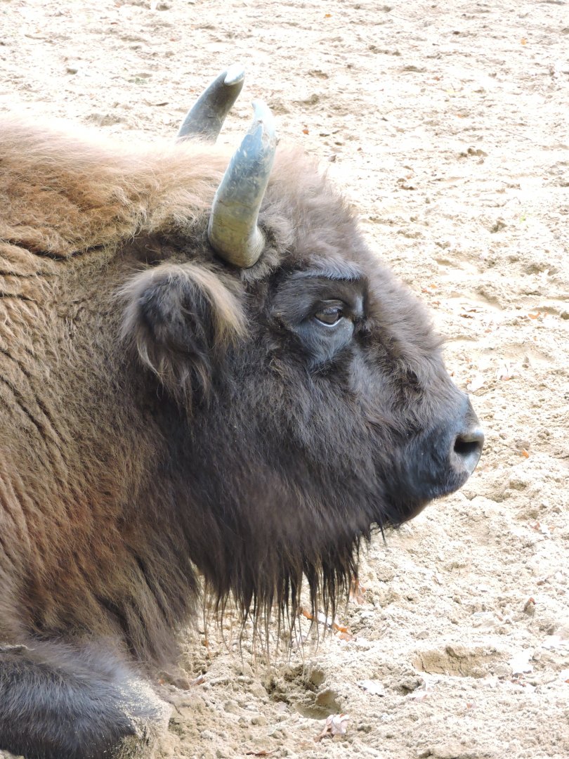 European Bison