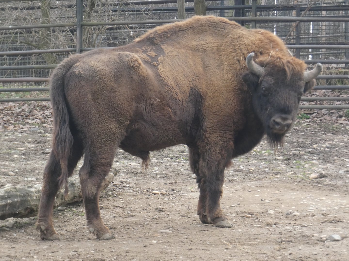 European bison