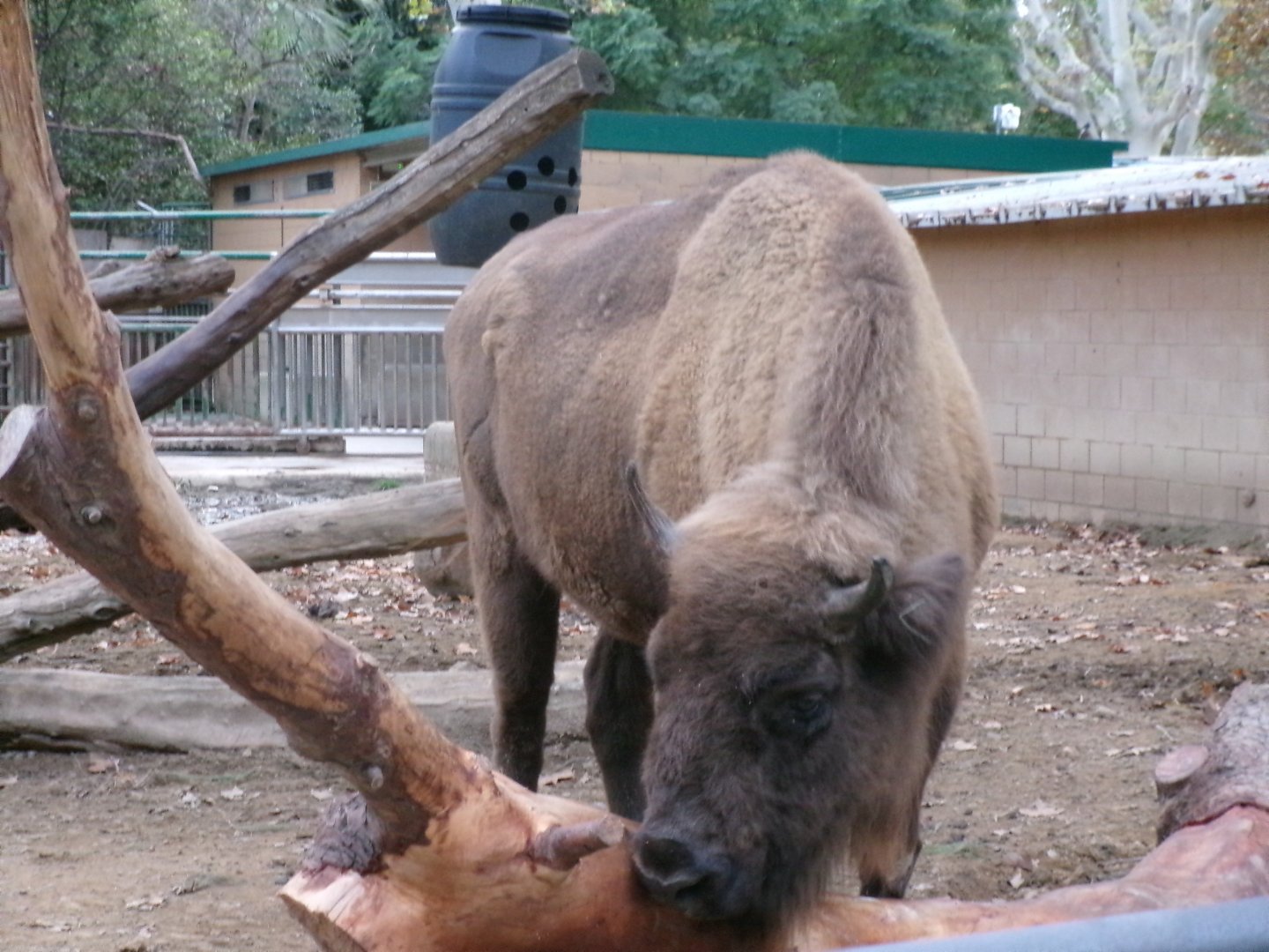 European bison