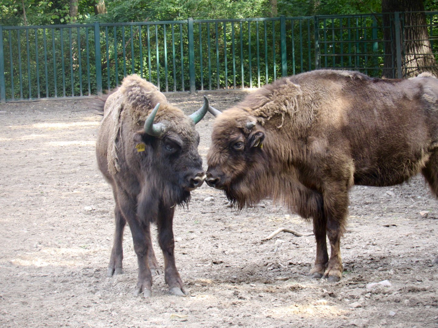 European bison
