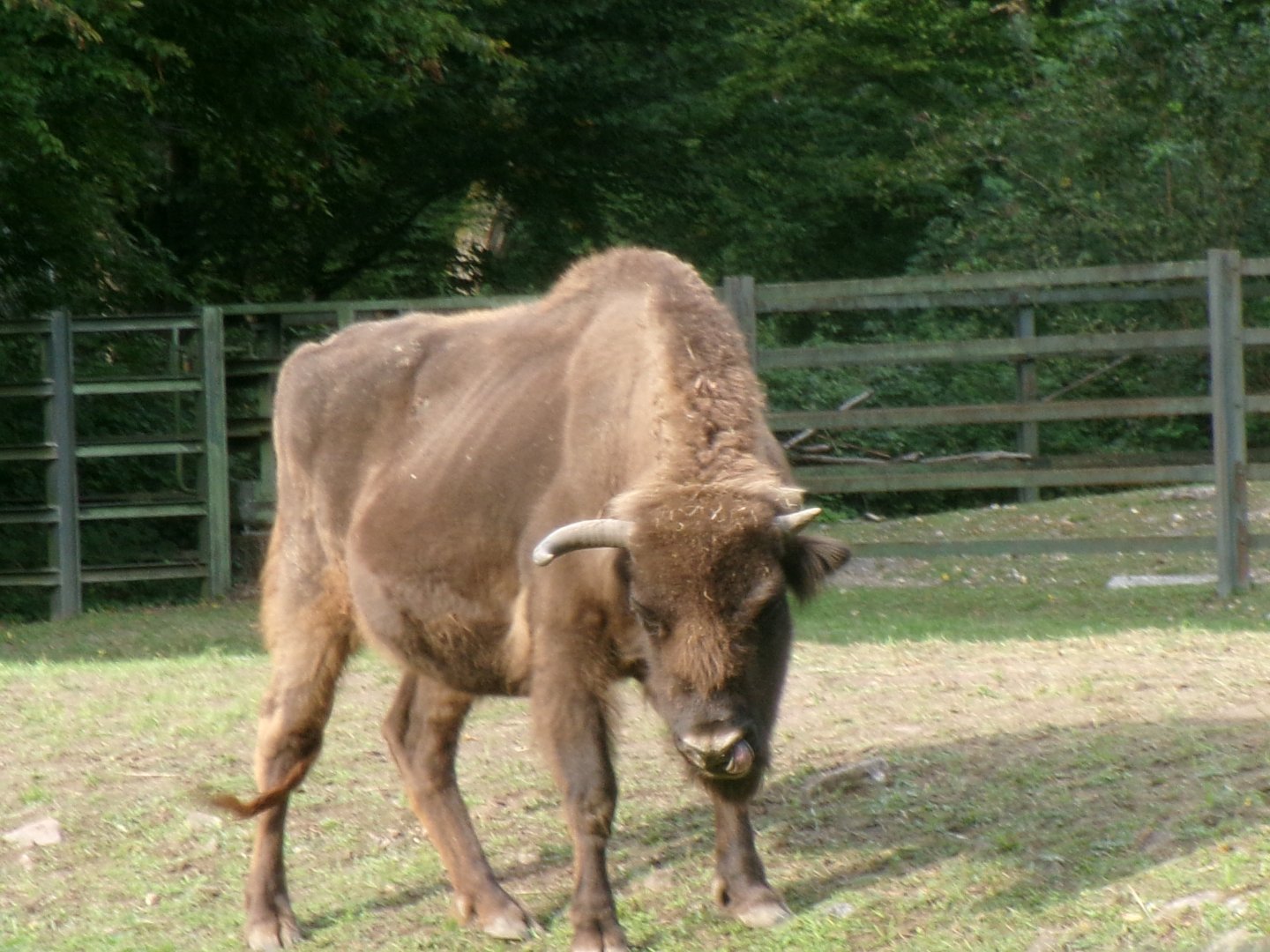 European bison