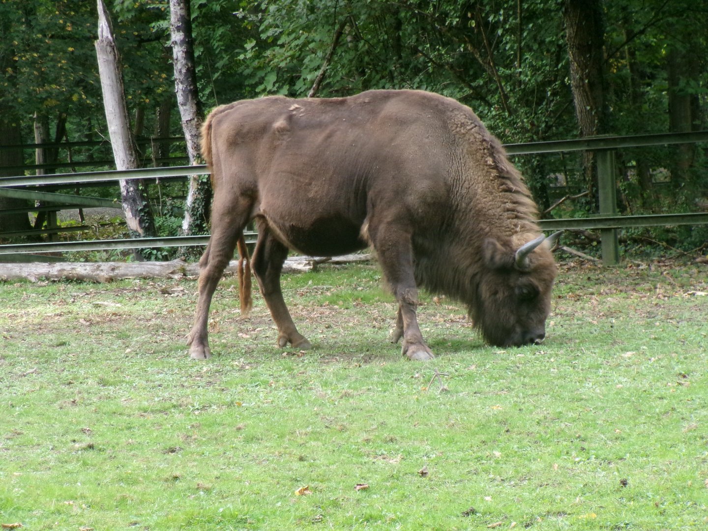 European bison