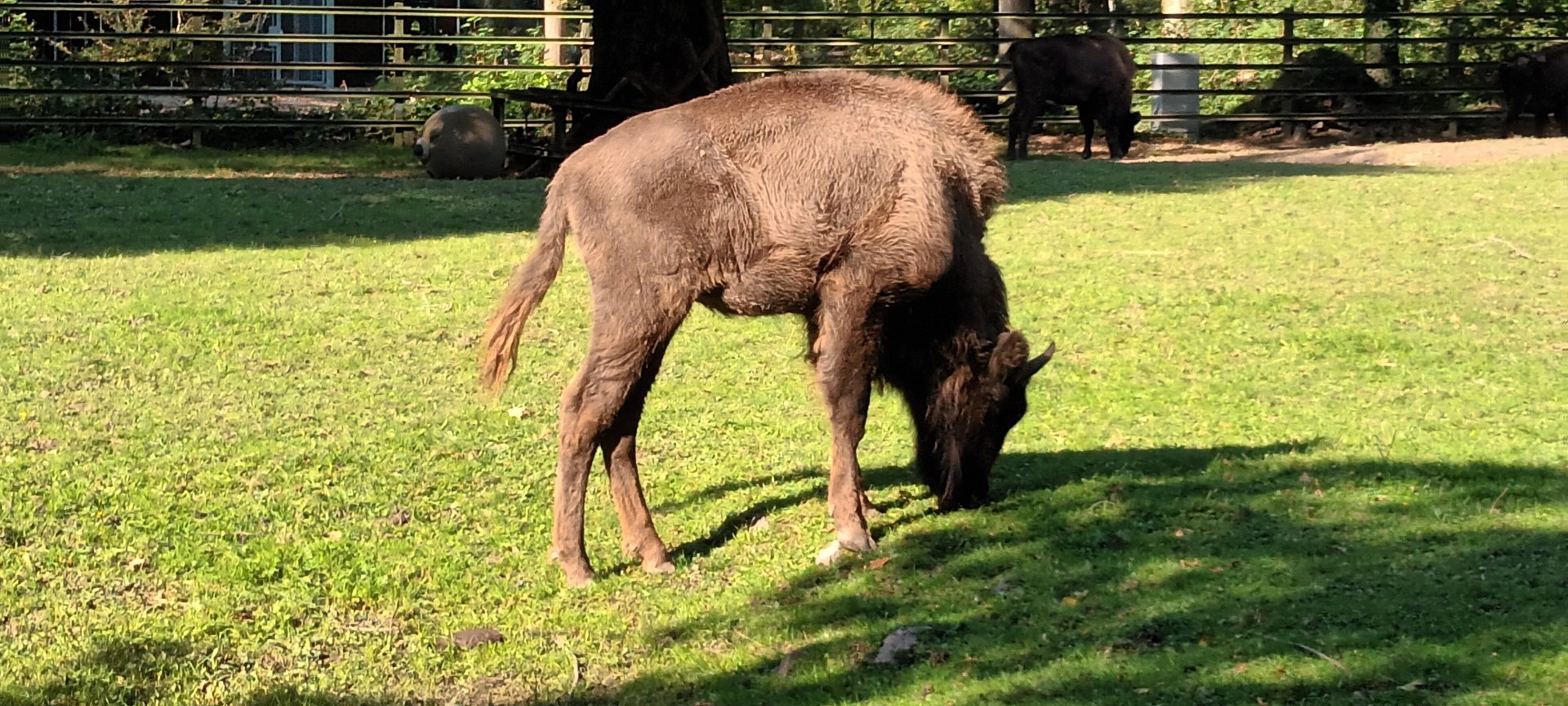 European Bison