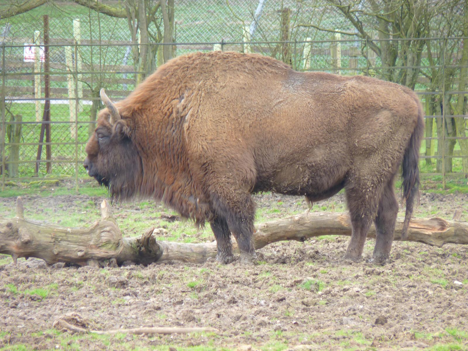 European Bison