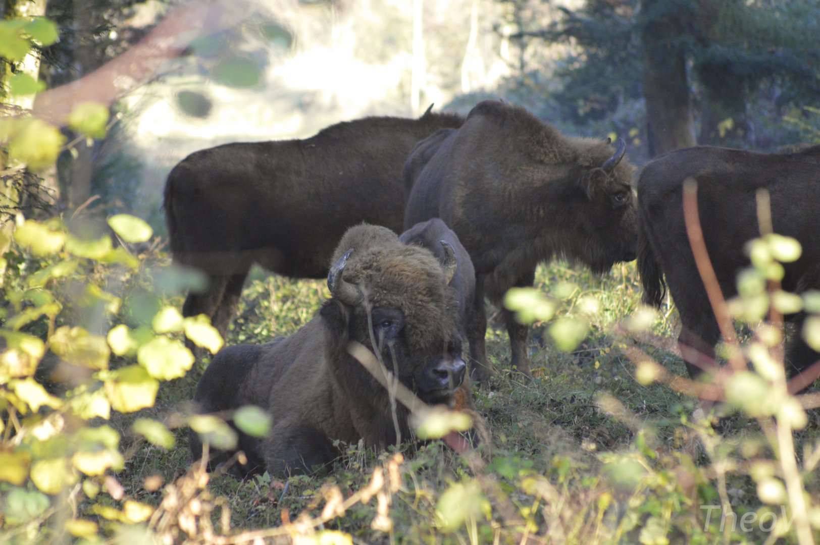 European bisons [2020]