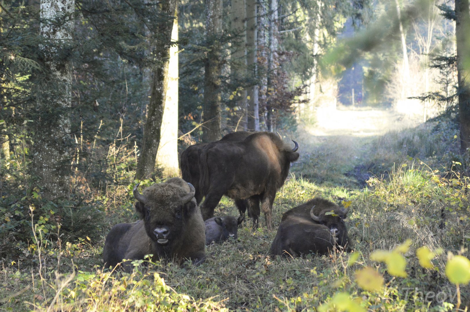 European bisons [2020]