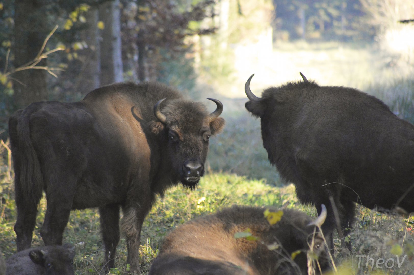 European bisons [2020]