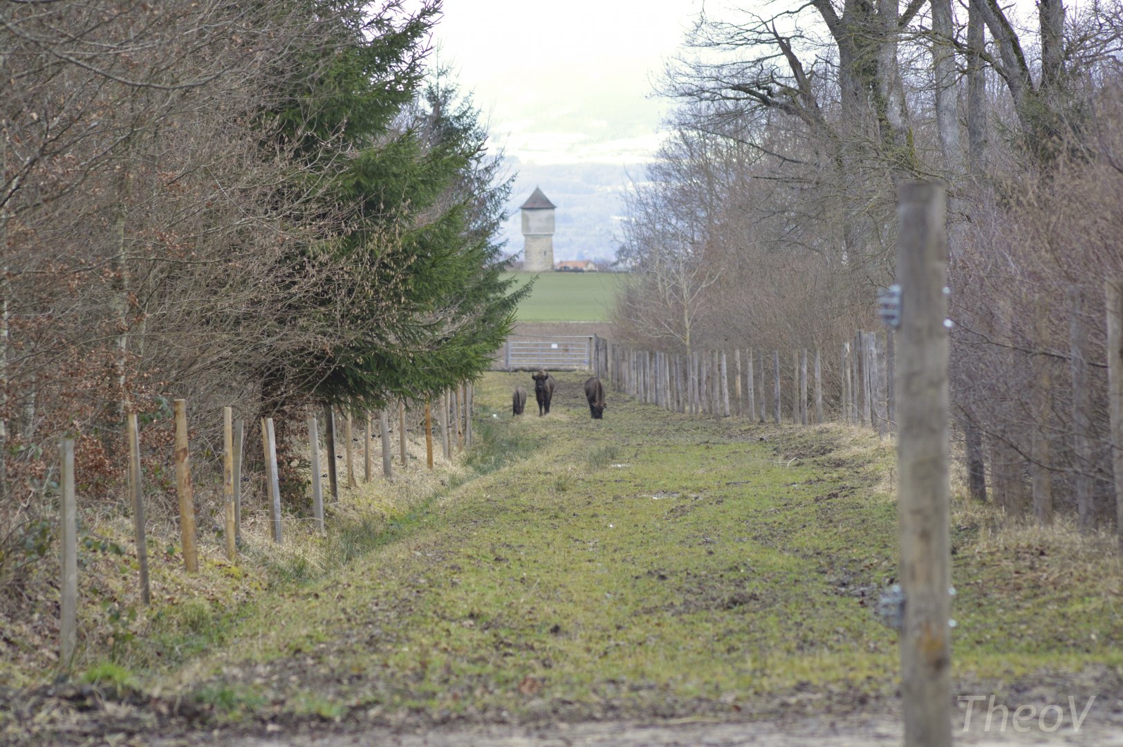 European bisons [2021]
