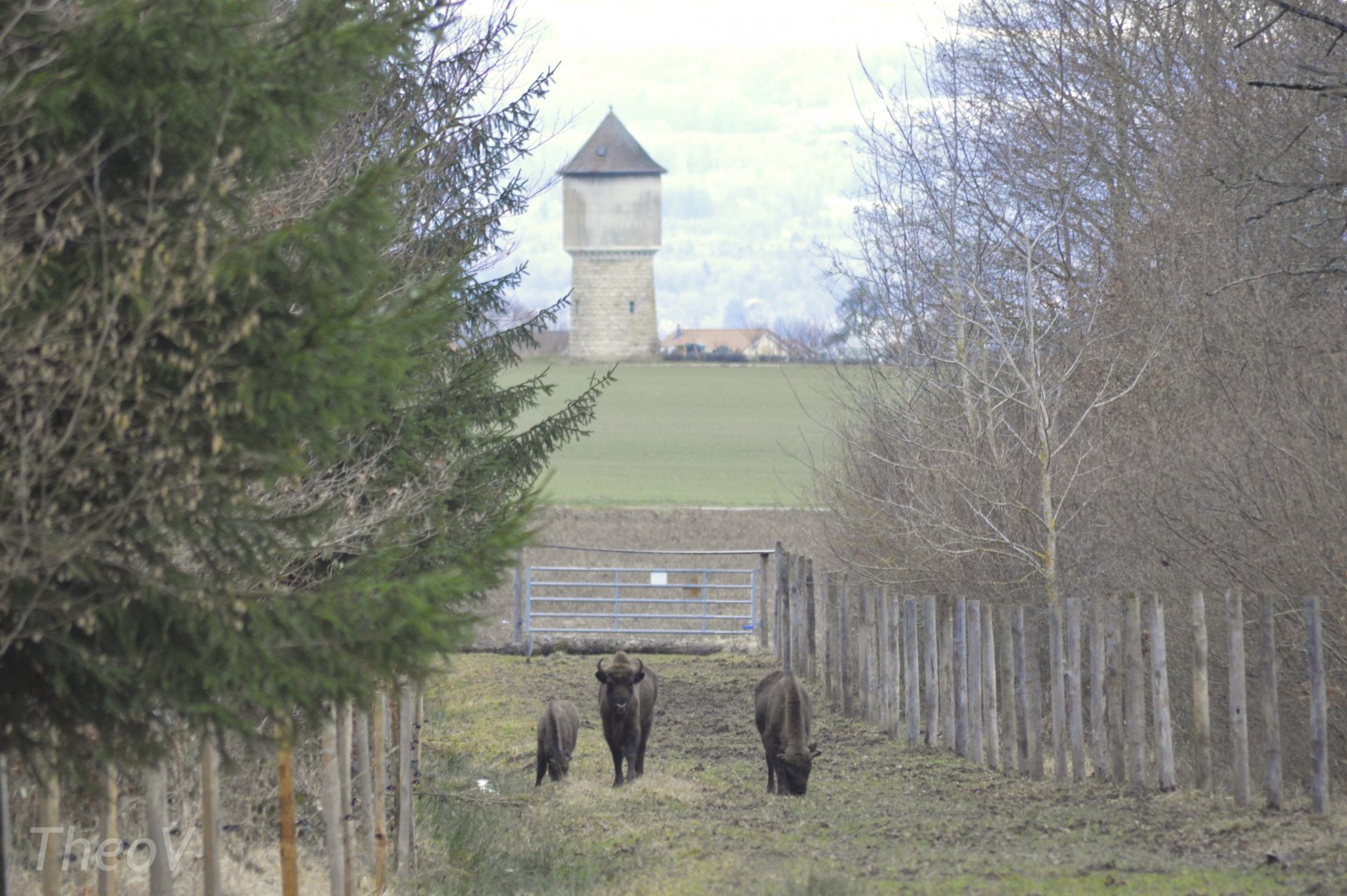 European bisons [2021]