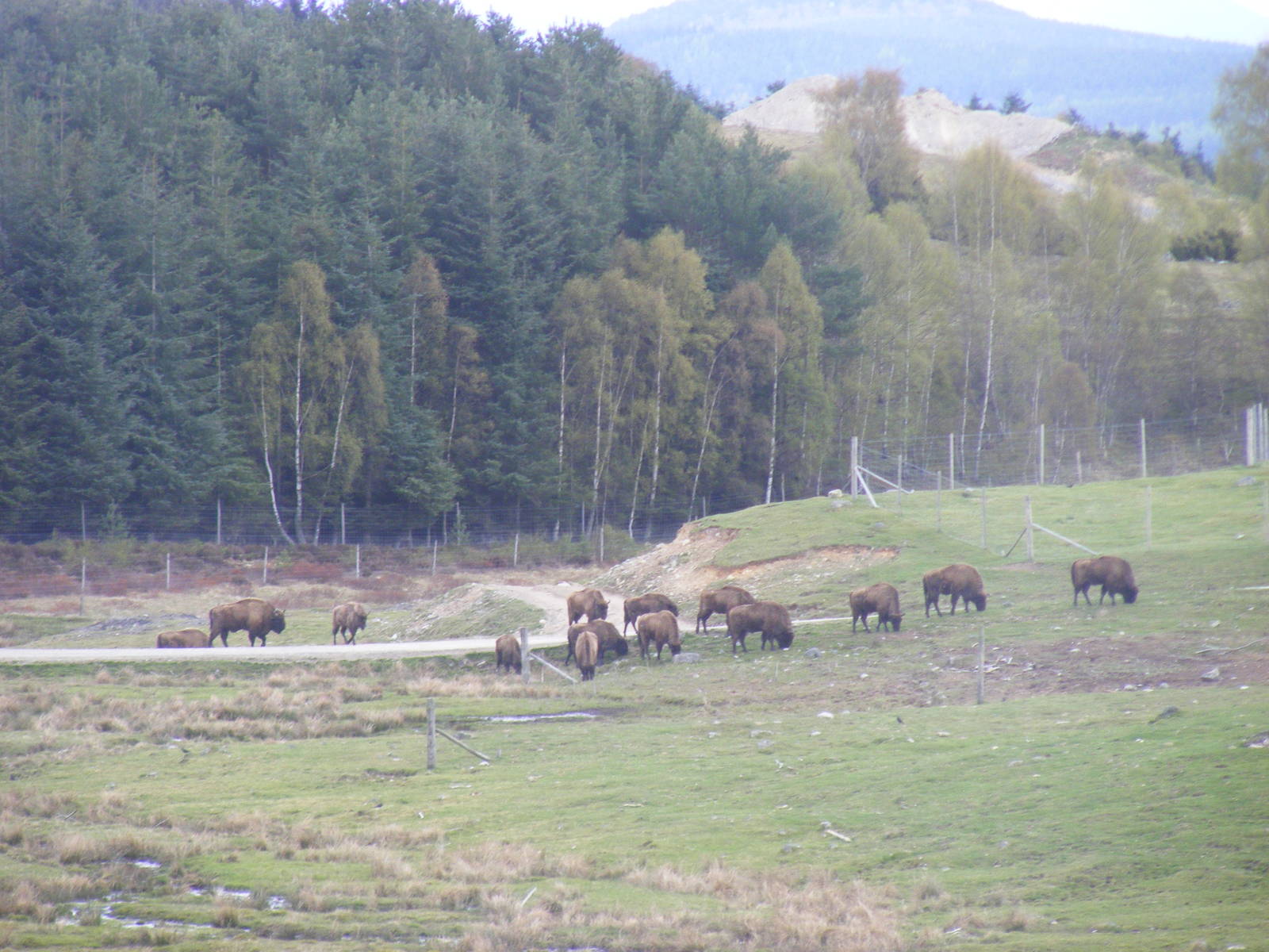 European bisons at Highland Wildlife Park, 17 May 2010