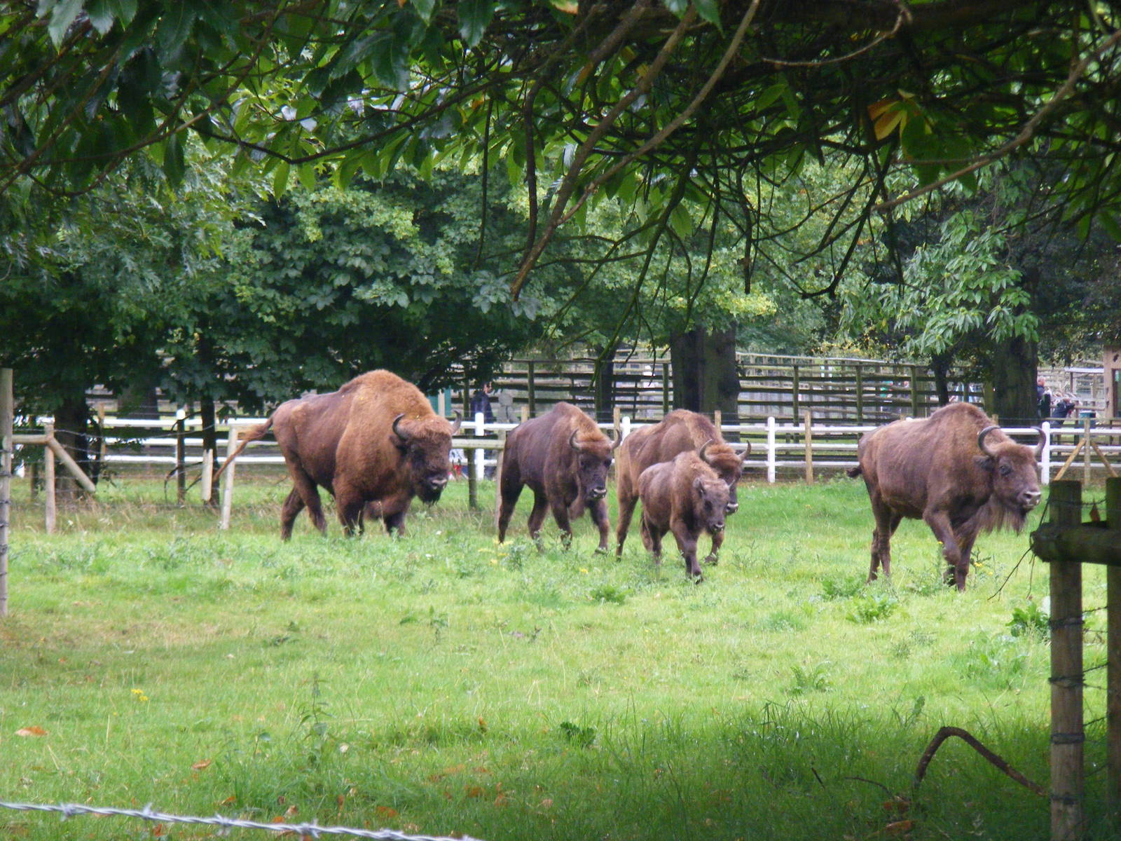 European bisons at Howletts Wild Animal Park, 4 September 2011
