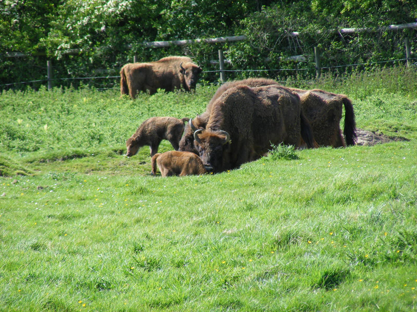 European bisons at Port Lympne Wild Animal Park, 16 May 2009