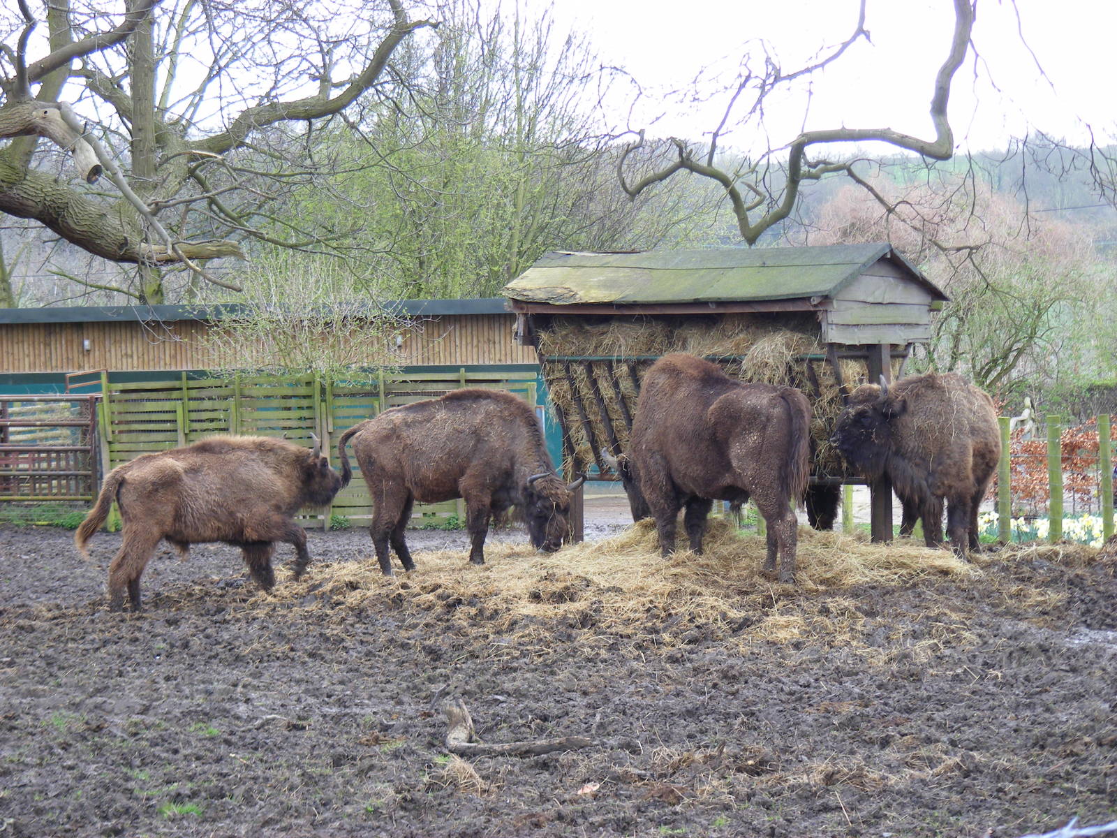 European bisons (wisents) at Howletts Wild Animal Park, 3 April 2010