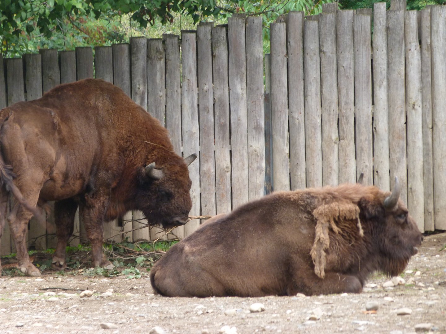 European bisons -Zoo Praha (2025)