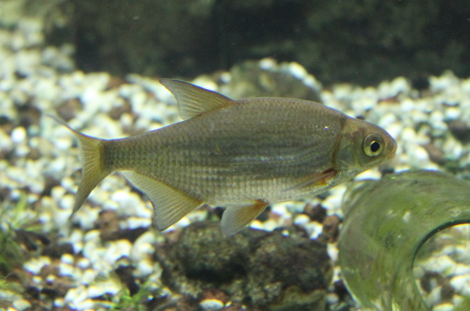 European bitterling - Rhodeus amarus