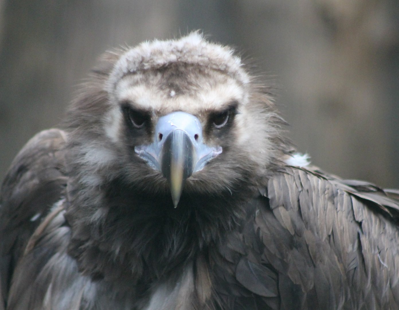 European black eagle