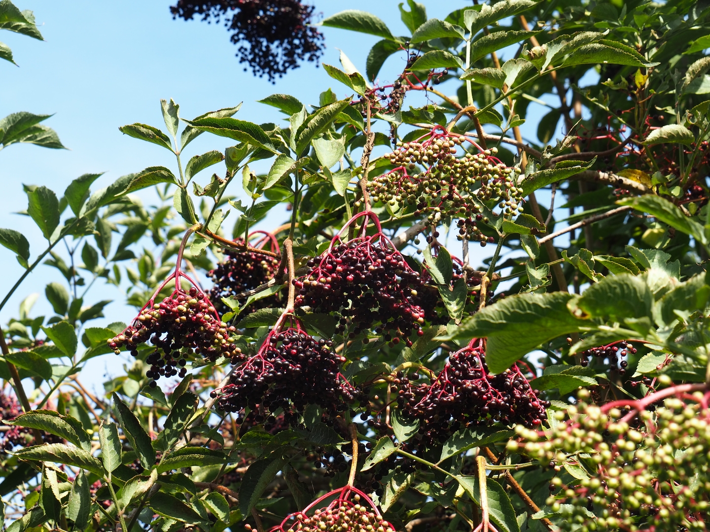 European black Elderberries (Sambucus nigra)