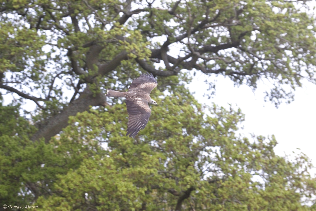 European Black Kite