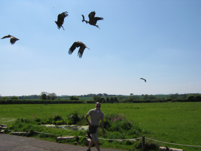 European Black Kites catching food on the wing.