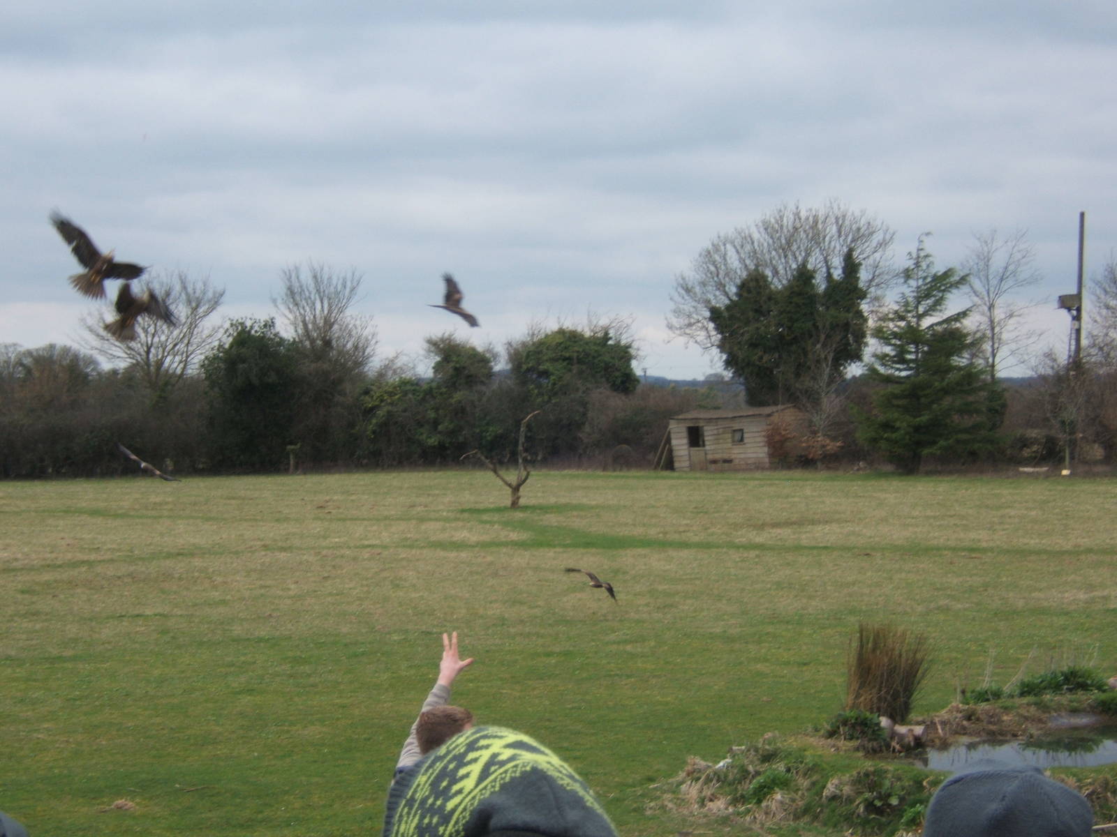 European Black kites