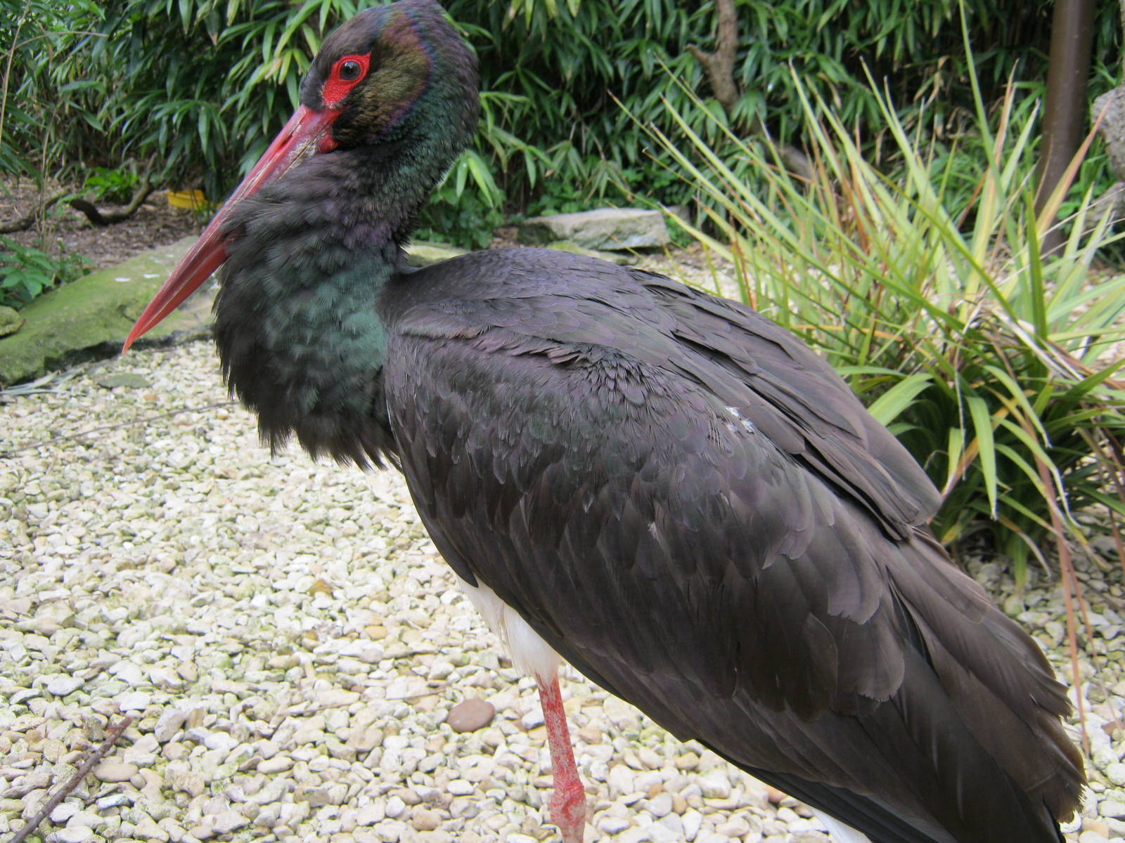 European Black Stork 2012