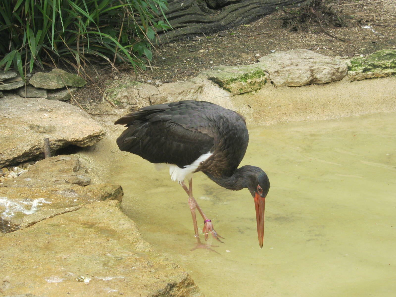 European Black stork.