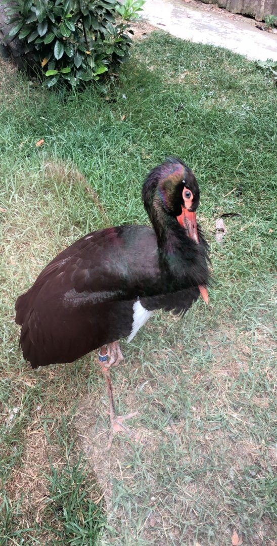 European black stork