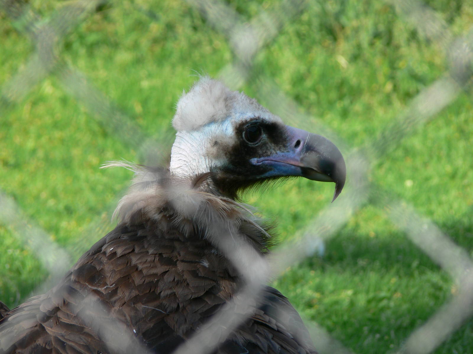 European Black Vulture at Chester, 23/07/14
