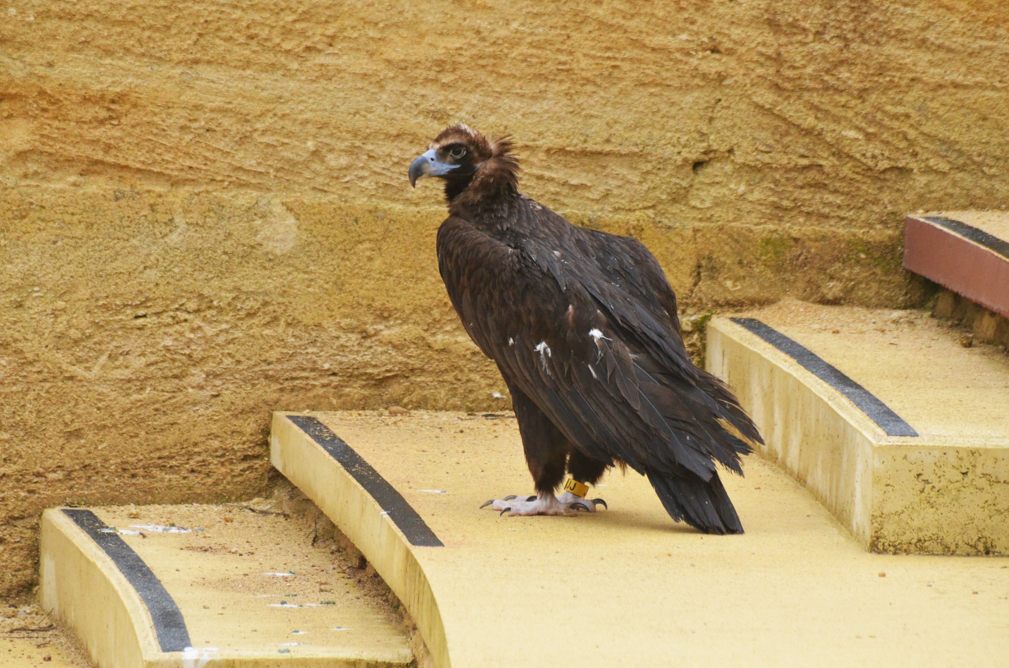 European Black Vulture at Doué-la-Fontaine, 15/06/18