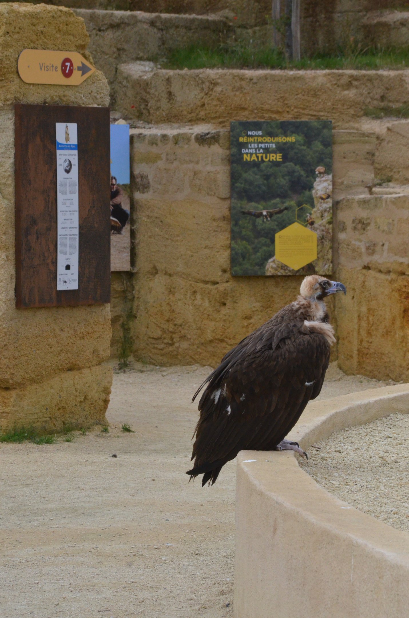 European Black Vulture at Doué-la-Fontaine, 15/06/18