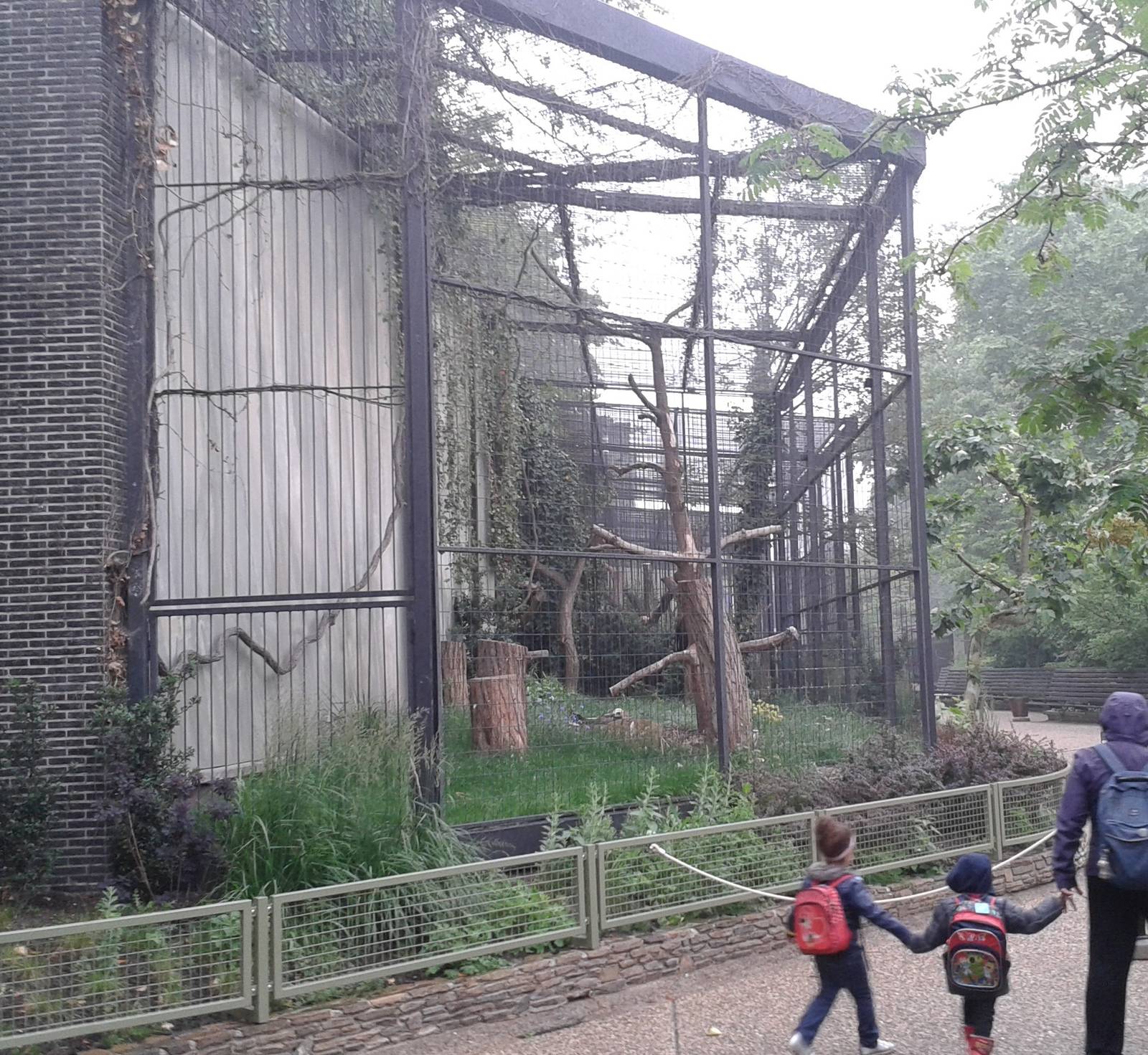 European black vulture aviary
