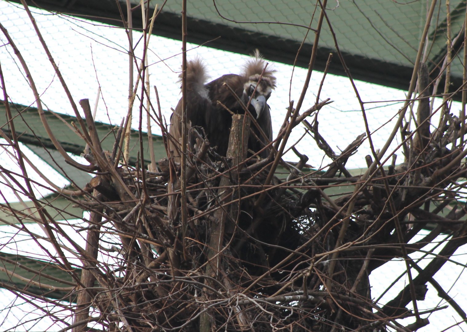 European black vulture on the nest