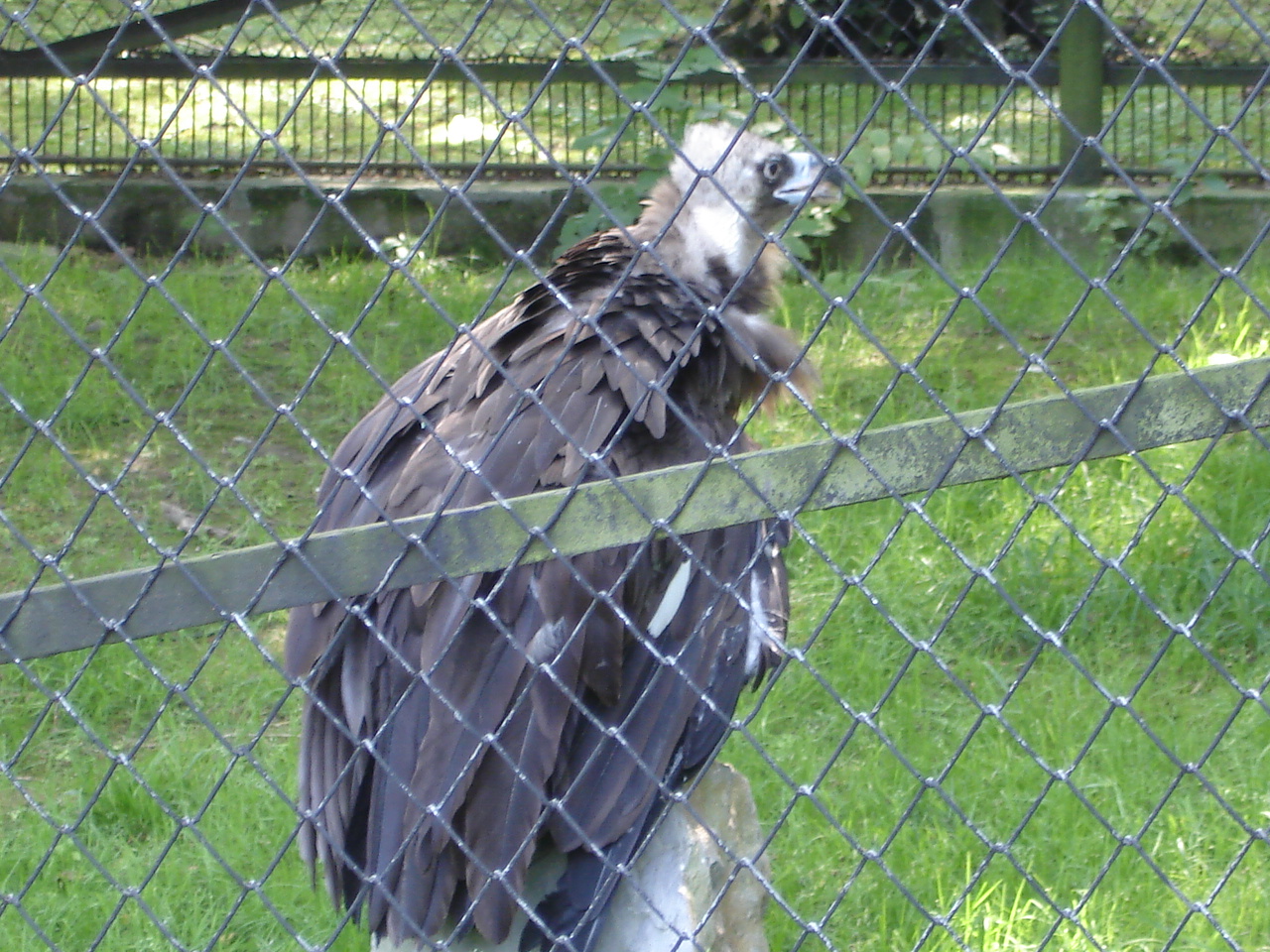 European Black Vulture