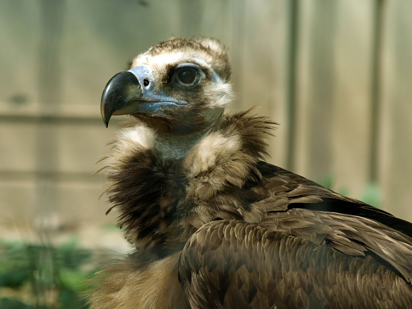European Black vulture