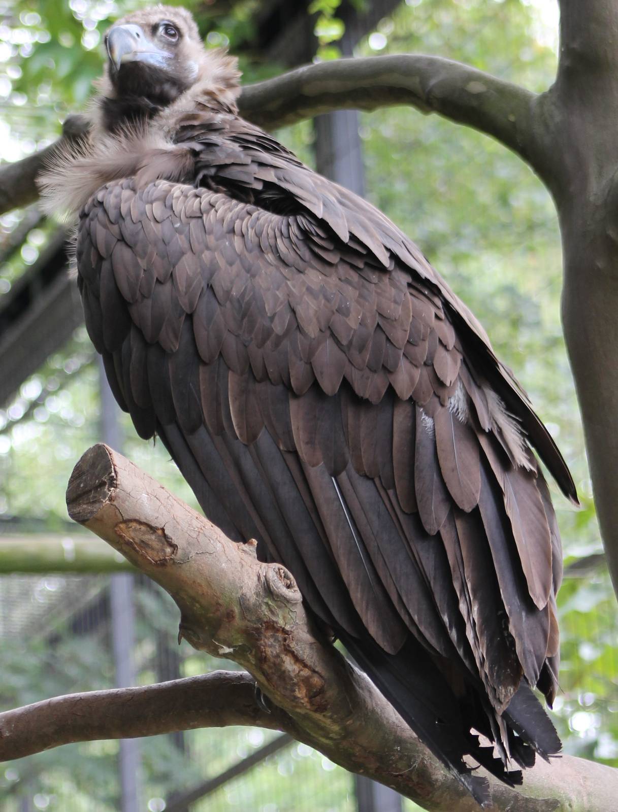 european black vulture