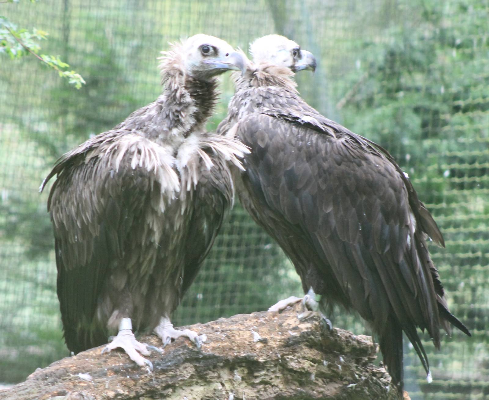 European Black Vulture