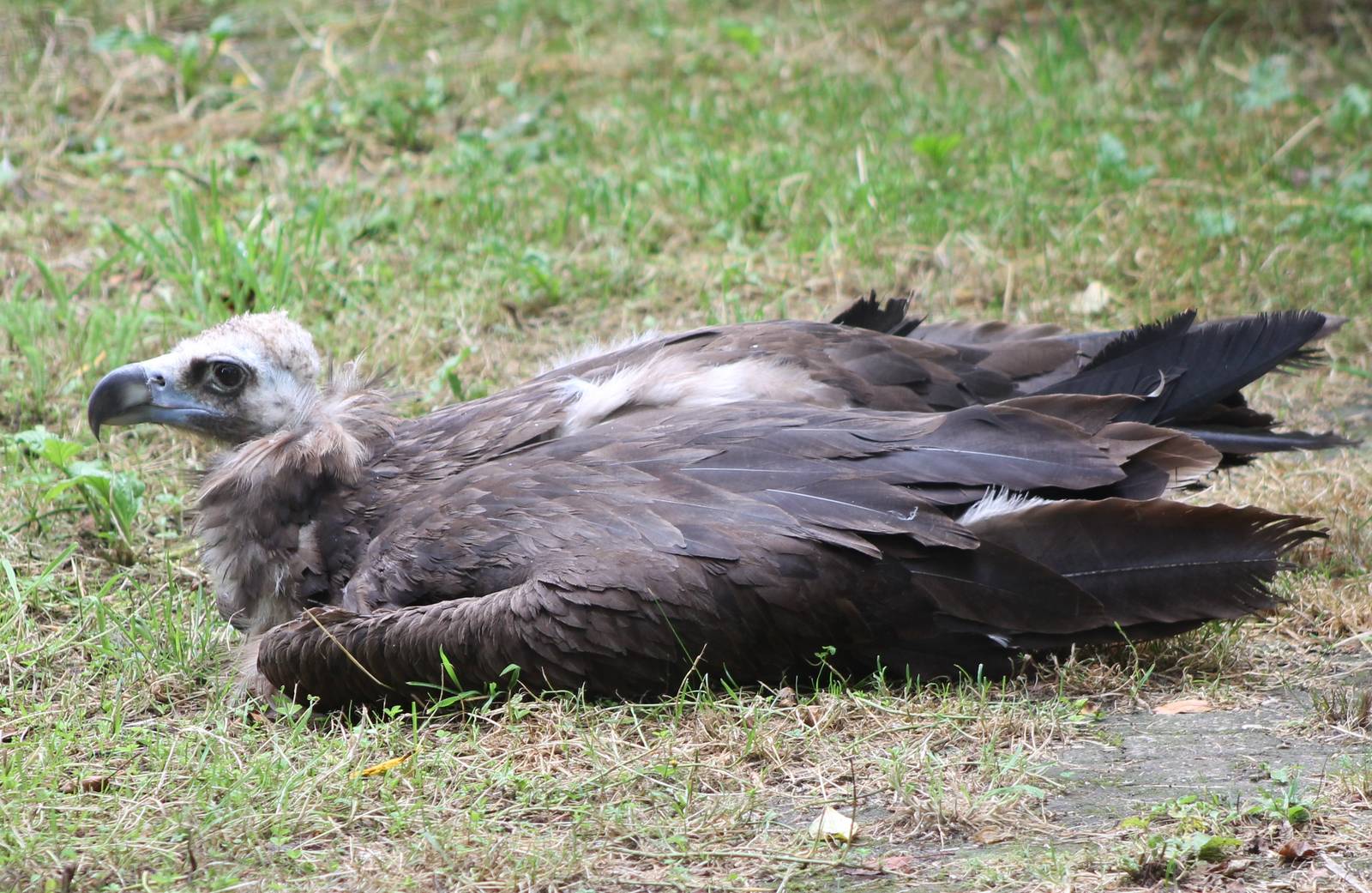 European black vulture