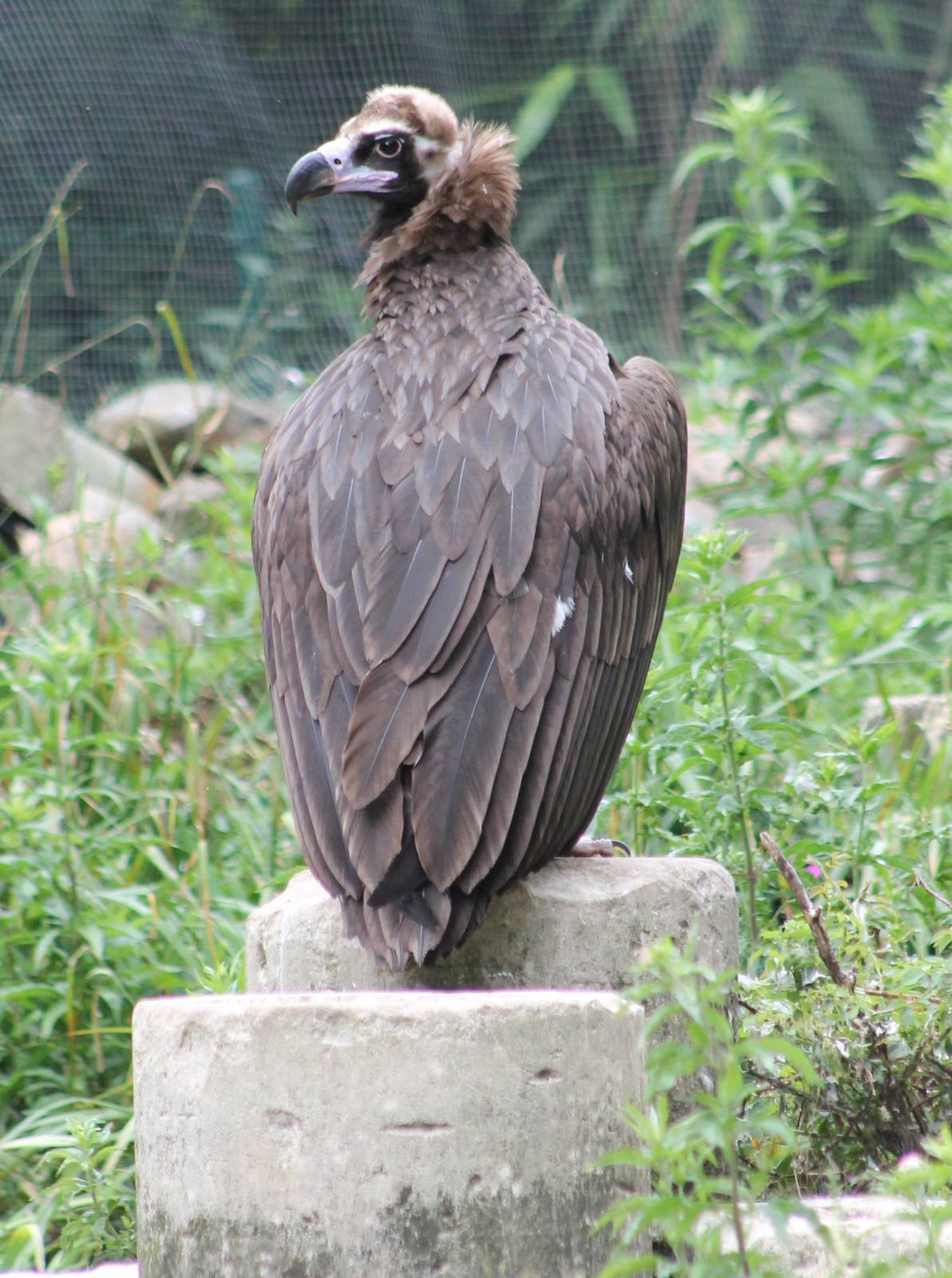 European black vulture