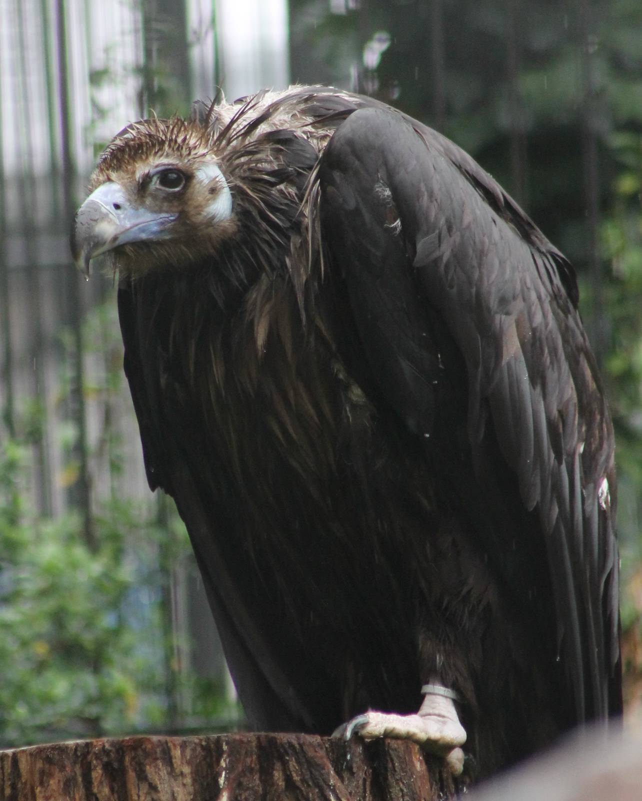 European black vulture