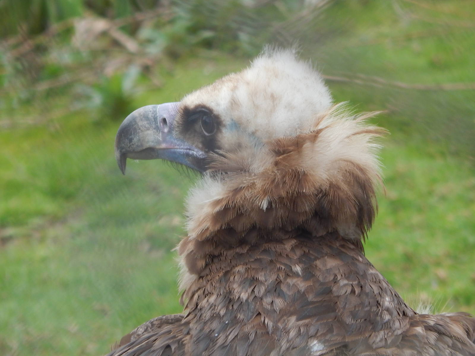 European Black Vulture