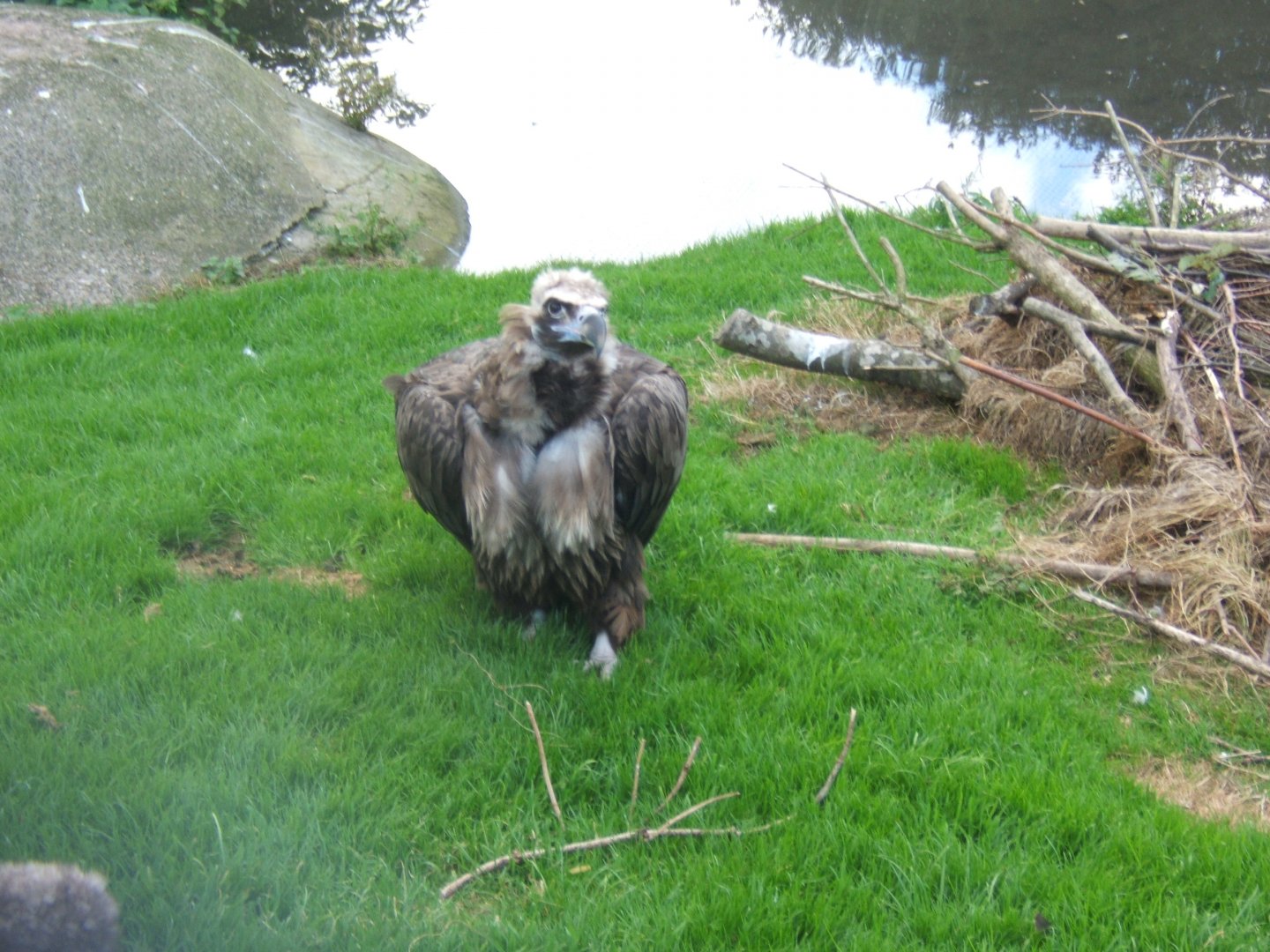European Black Vulture