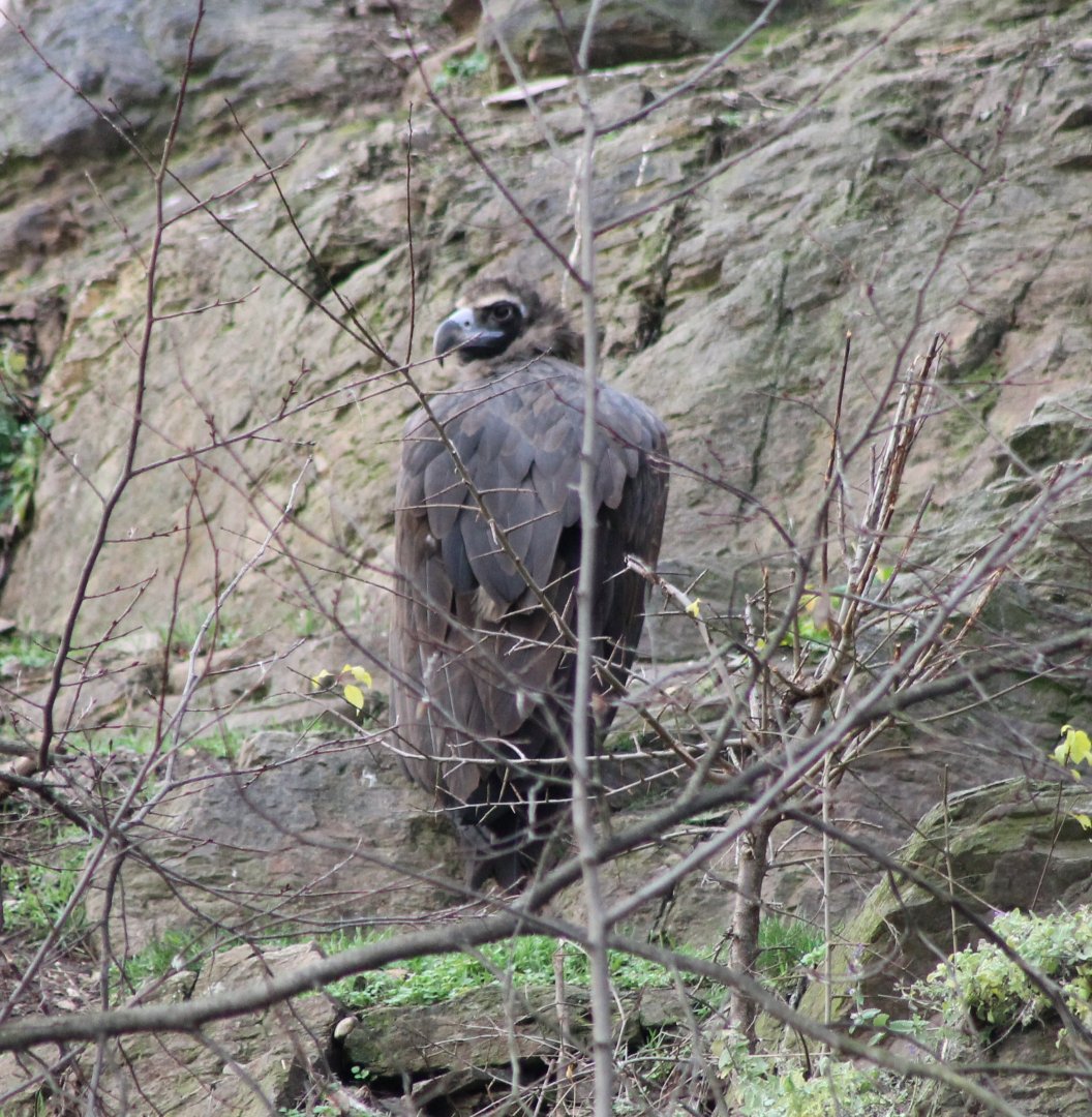 European black vulture